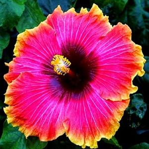 Meet your Posher, Dominique